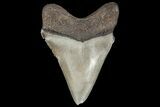 Serrated, Chubutensis Tooth - Megalodon Ancestor #126055-1